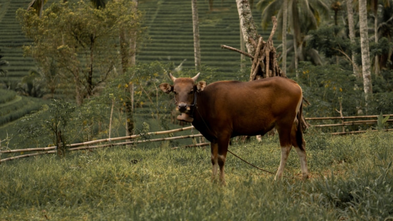traditional-balinese-countryside-farming