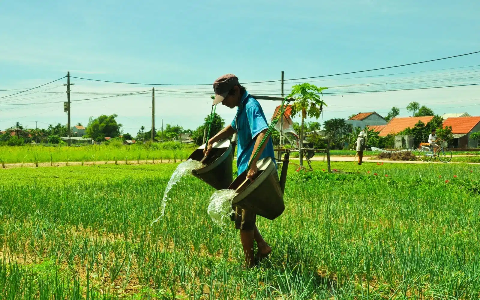 traditional farming watering crops hoi an