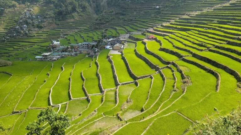 vibrant-green-rice-paddies-steps-cultural-landscape