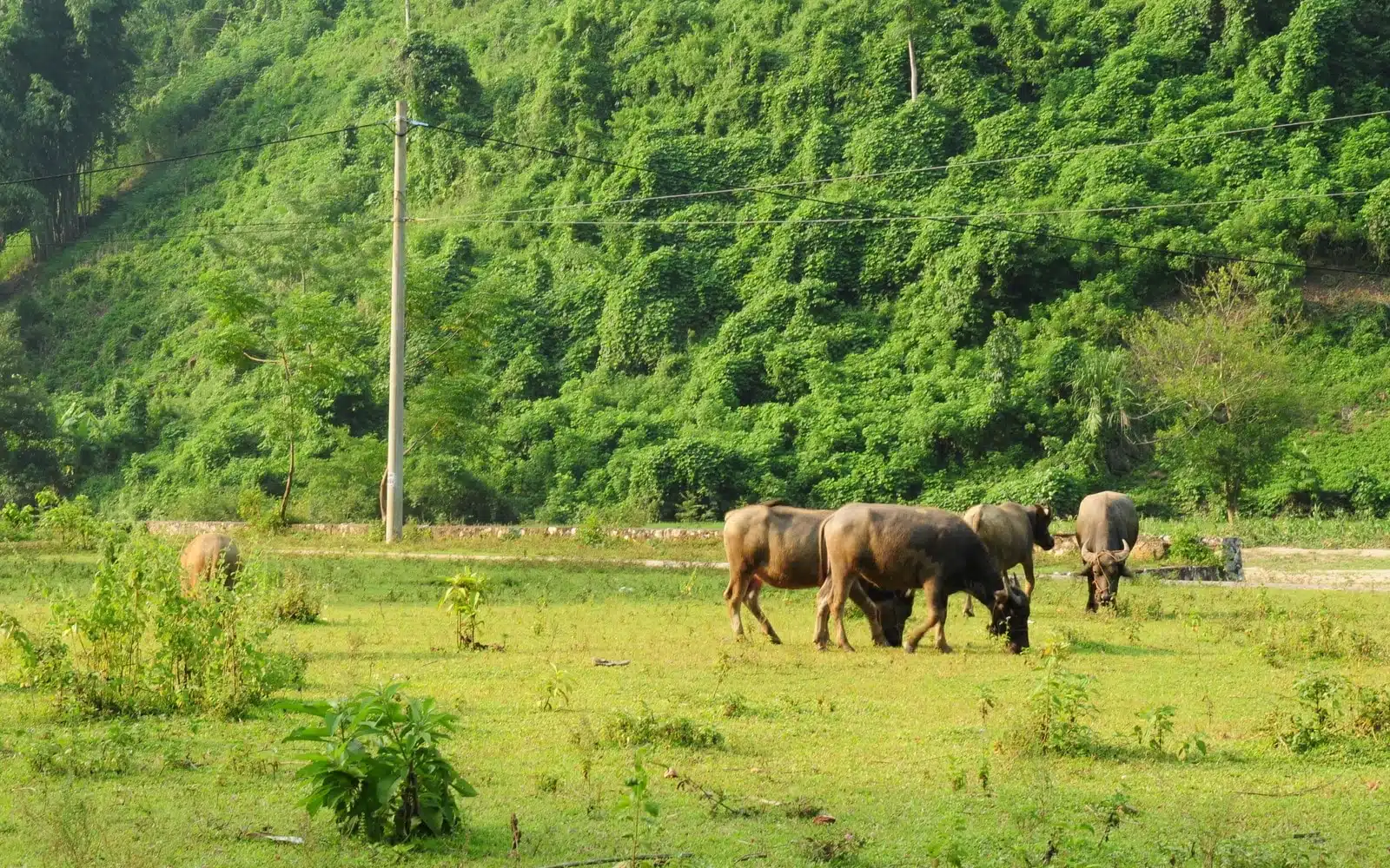water buffaloes grazing rural pasture bac kan