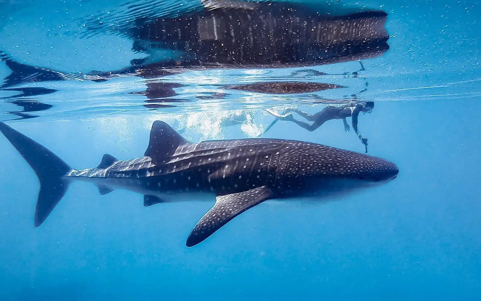 whale shark snorkeling tour maldives